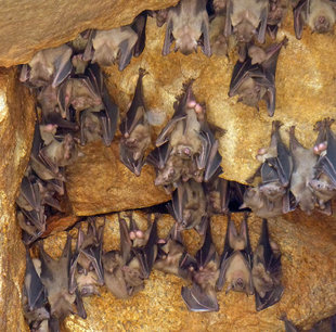 Bats Roosting in Anuradhapura - Jane Coleman