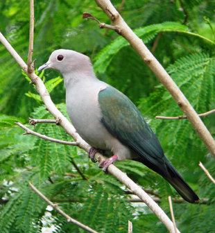 Green Imperial Pigeon