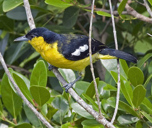 Common Iora