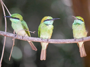 Bee Eaters - Charlotte Caffrey