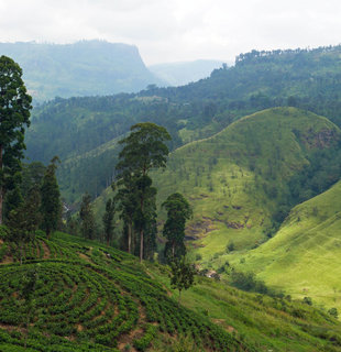 Tea Plantations in Nuwara Eliya - Charlotte Caffrey