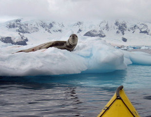 Leopard Seal watching a kayaker in Antarctica
