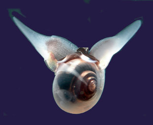 Winged Snail, Spitsbergen - Linda Ashmore