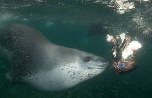 Leopard Seal in Antarctica