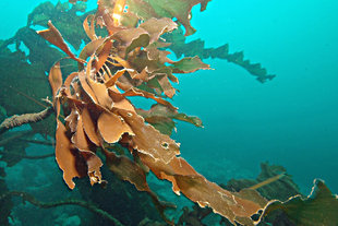 Kelp in Spitsbergen - Linda Ashmore