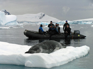 Leopard Seal watching divers in Antarctica