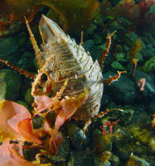 Isopod in Antarctica