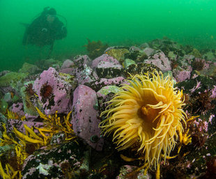 Wreck diving in Antarctica