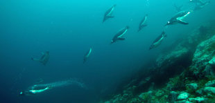 Diving with penguins in Antarctica