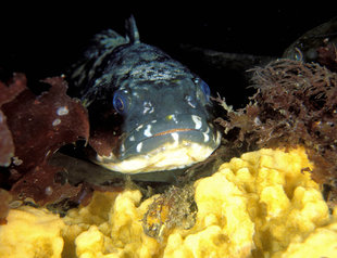 Marine life of Antarctica