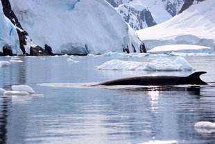 Whale watching in Antarctica