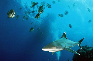 White Tip Reef Shark in New Ireland - Peter Lange