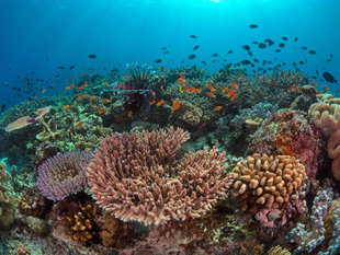 Coral Reef in Milne Bay