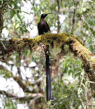 Brown Sicklebill, Central Highlands