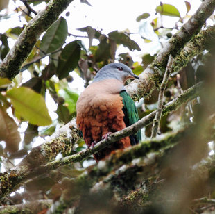 Rufescent Imperial Pigeon, Central Highlands