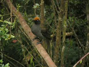 Brown Sicklebill, Central Highlands