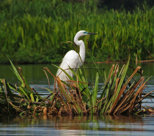 Heron on the Karawari River - Ralph Pannell