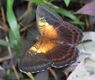 Giant Moth in the Sepik Province - Ralph Pannell