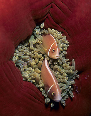 Clownfish in Anenome - Franco Banfi
