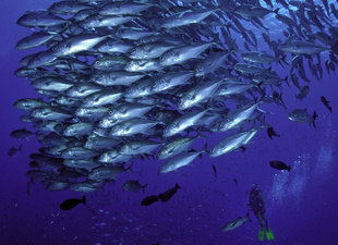 Schooling Fish in New Britain - Marcelo Krause