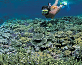 Snorkelling in Kimbe Bay - Franco Banfi