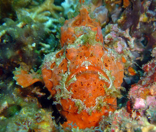 Frogfish in New Ireland