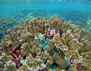 Coral Reef in New Ireland - Ralph Pannell