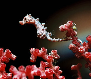 Pygmy Seahorse in New Ireland