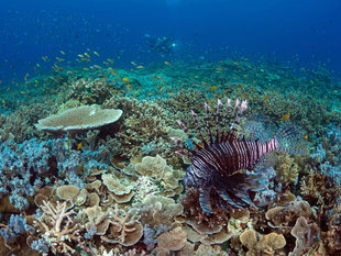 Coral Reef in Milne Bay