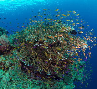 Healthy Coral Reef in Milne Bay