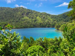 Tropical Rainforest in Milne Bay