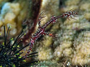 Ghost Pipefish in Milne Bay