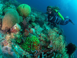 Diving in Milne Bay