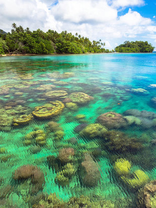 Shallow Reef in Milne Bay