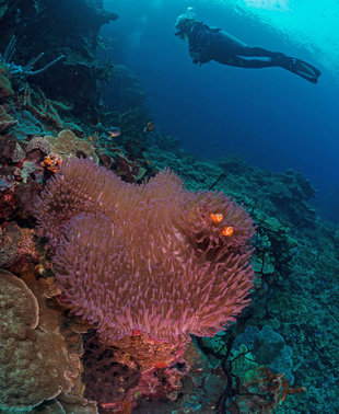 Coral Reef in Milne Bay