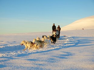 Dog Sledding in Iceland