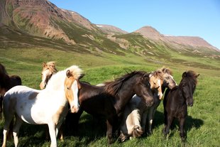 Icelandic Horses Iceland