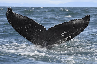 Close up Humpack Tail Iceland