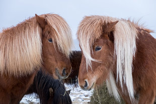 Icelandic Horses