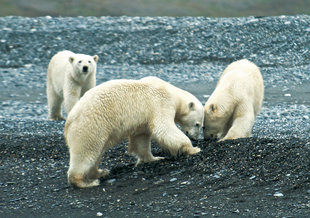 Polar-bears-cubs-wrangel-island-russian-far-east-wildlife-voyage-cruise-holiday-polar-expedition.jpg