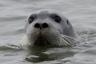 bearded-seal-sea-of-okhotsk-wildlife-marine-life-russian-far-east-voyage-arctic-polar-holdiay-cruise.jpg