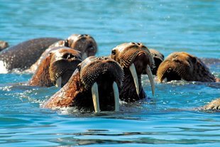 Walrus-Russian-Far-East-Polar-Holiday-Cruise-wildlife-marine-life-wilderness.jpg