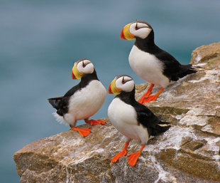 puffins-russian-far-east-wildlife-wilderness-marine-life-cruise-holiday.jpg