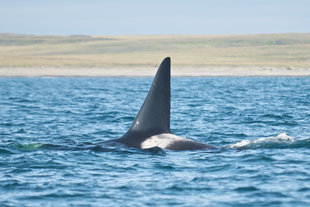 whale-fin-wrangel-island-russian-far-east-expedition-wildlife-voyage-cruise-holiday.jpg