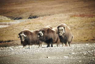 musk-ox-heard-russian-far-east-wrangel-island-expedition-cruise-holiday-voyage.jpg