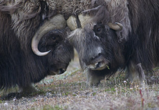 wildlife-wilderness-voyage-cruise-holiday-russian-dar-east-musk-ox.jpg