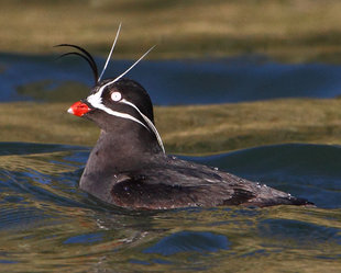 birdlife-wildlife-russian-far-east-arctic-voyage-wilderness-wildlife-holiday-cruise.jpg