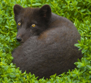 arctic-fox-russian-far-east-wildlife-marine-life-holiday-polar-arctic-cruise-voyage.jpg