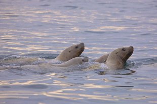 sea-lion-arctic-wildlife-marine-life-russian-far-east-kamchatka-wilderness-cruise-voyage-polar-holiday.jpg