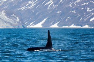 whale-watching-marine-life-russian-far-east-wildlife-wilderness-kamchatka-arctic-polar-cruise-holiday.jpg